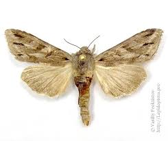 Attēlu rezultāti vaicājumam “Cucullia fraudatrix”