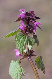 Attēlu rezultāti vaicājumam “Lamium purpureum flower”