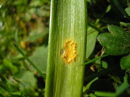 Attēlu rezultāti vaicājumam “Puccinia sessilis”