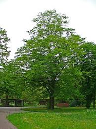 Attēlu rezultāti vaicājumam “Carpinus”
