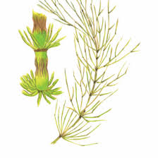 Attēlu rezultāti vaicājumam “Equisetum”