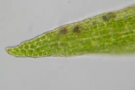 Attēlu rezultāti vaicājumam “Eucladium verticillatum”