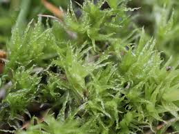 Attēlu rezultāti vaicājumam “Dicranum leioneuron”