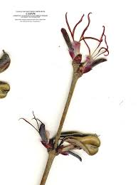 Attēlu rezultāti vaicājumam “Cercidiphyllum japonicum flower”