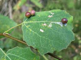 Attēlu rezultāti vaicājumam “Harmandia”