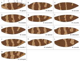 Attēlu rezultāti vaicājumam “Micropterix aureatella”