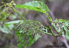 Attēlu rezultāti vaicājumam “Microrrhinum minus leaf”