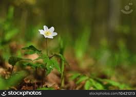 Attēlu rezultāti vaicājumam “Isopyrum thalictroides”