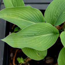 Attēlu rezultāti vaicājumam “Hosta sp.”