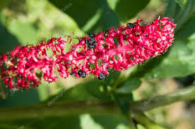 Attēlu rezultāti vaicājumam “Phytolacca acinosa”