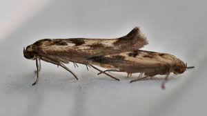 Attēlu rezultāti vaicājumam “Scythris limbella”