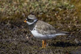 Attēlu rezultāti vaicājumam “Charadrius hiaticula adult”