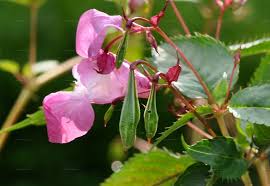 Attēlu rezultāti vaicājumam “Impatiens glandulifera fruit”