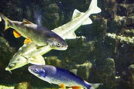 Image result for Squalius cephalus