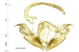 Attēlu rezultāti vaicājumam “Stenoptilia pterodactyla”