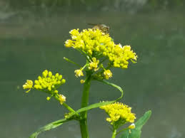 Attēlu rezultāti vaicājumam “Rorippa amphibia”