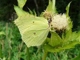 Attēlu rezultāti vaicājumam “Gonepteryx rhamni male”