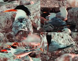 Image result for Sterna acuflavida