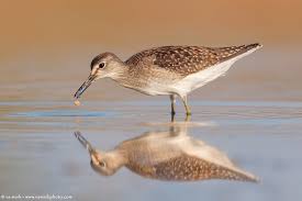 Attēlu rezultāti vaicājumam “Tringa glareola adult”