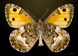 Attēlu rezultāti vaicājumam “Hipparchia semele”