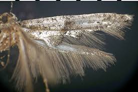 Attēlu rezultāti vaicājumam “Epermeniidae”