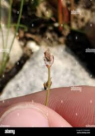 Attēlu rezultāti vaicājumam “Eleocharis quinqueflora flower”