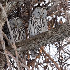Attēlu rezultāti vaicājumam “Strix uralensis adult”