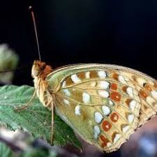 Attēlu rezultāti vaicājumam “Scopula floslactata imago”