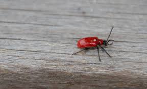 Attēlu rezultāti vaicājumam “Lilioceris lilii”