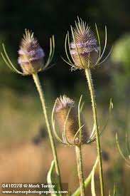 Attēlu rezultāti vaicājumam “Dipsacus fullonum flower”