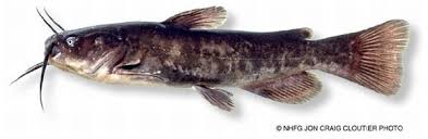 Image result for Ameiurus catus