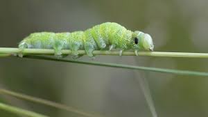 Attēlu rezultāti vaicājumam “Orthosia cerasi”