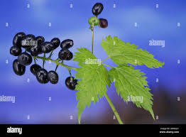 Attēlu rezultāti vaicājumam “Actaea spicata fruit”