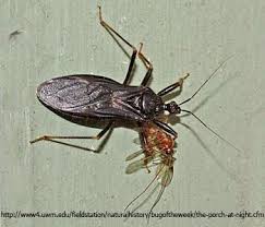 Attēlu rezultāti vaicājumam “Reduvius personatus”