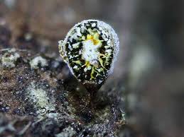 Attēlu rezultāti vaicājumam “Craterium aureonucleatum”