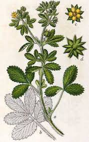 Attēlu rezultāti vaicājumam “Potentilla norvegica leaf”