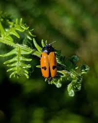 Attēlu rezultāti vaicājumam “Clytra quadripunctata”
