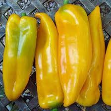 Afbeeldingsresultaat voor marconi golden sweet pepper