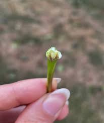 Attēlu rezultāti vaicājumam “Acer platanoides bud”
