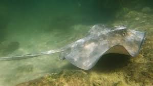 Image result for Hypanus say