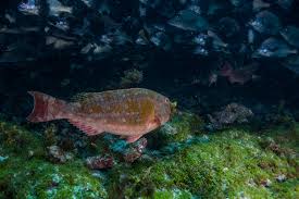 Image result for Sparisoma axillare