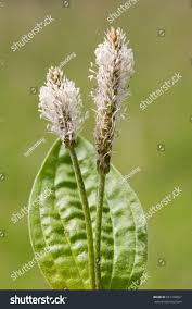 Attēlu rezultāti vaicājumam “Plantago media flower”