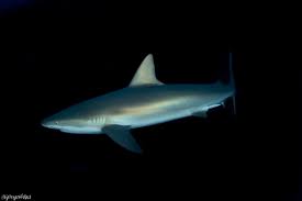 Image result for Carcharhinus perezii
