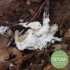 Attēlu rezultāti vaicājumam “Sebacina incrustans”