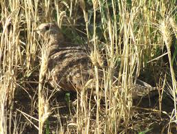 Image result for Syrrhaptes paradoxus