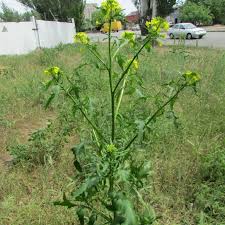 Attēlu rezultāti vaicājumam “Sisymbrium loeselii”