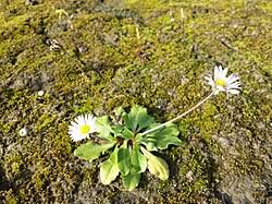 Attēlu rezultāti vaicājumam “Bellis perennis”