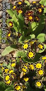 Attēlu rezultāti vaicājumam “Primula x polyantha flower”