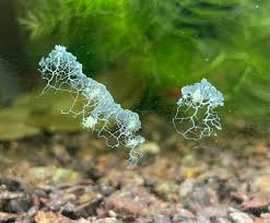 Attēlu rezultāti vaicājumam “Didymium sp.”