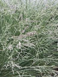 Attēlu rezultāti vaicājumam “Poa humilis”